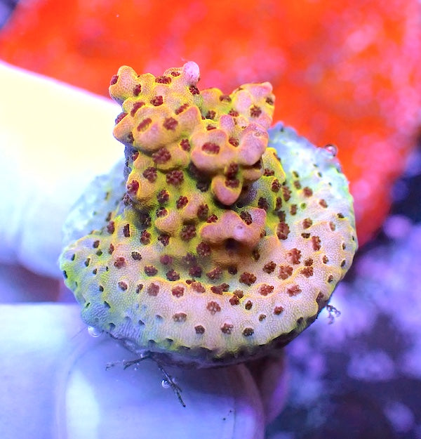 WYSIWYG 78 LC Rainbow Acropora