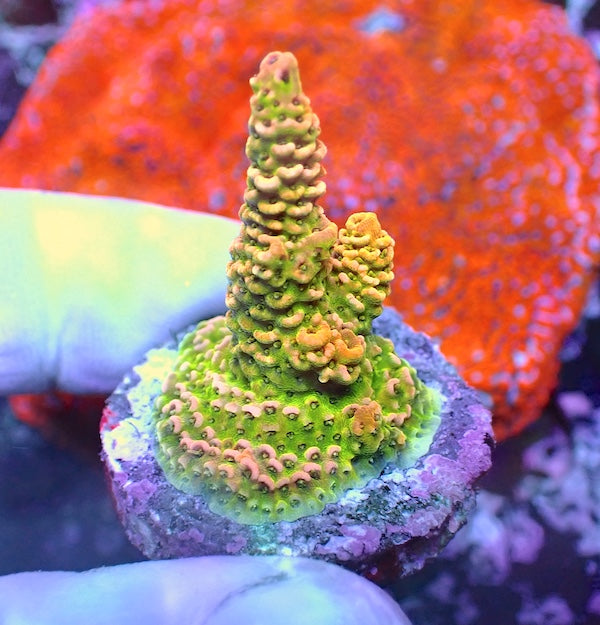 WYSIWYG 81 Sunset Acropora milli