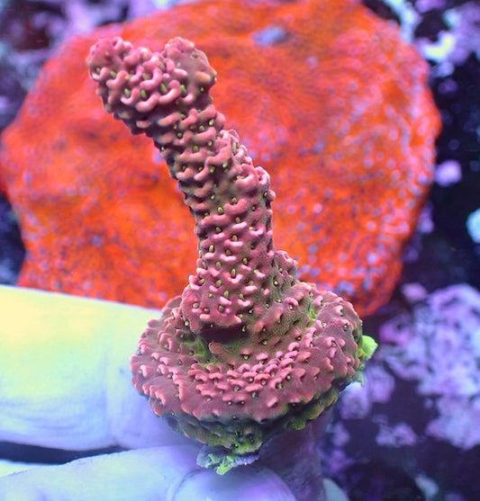 WYSIWYG 72 Rose Pink Acropora milli