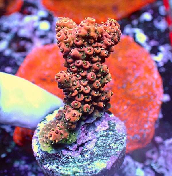 WYSIWYG 289 Red Acropora milli