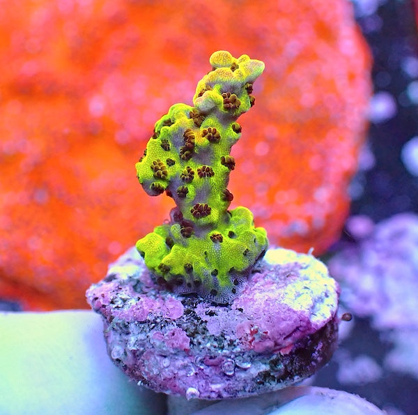 WYSIWYG 94 LC Rainbow Acropora