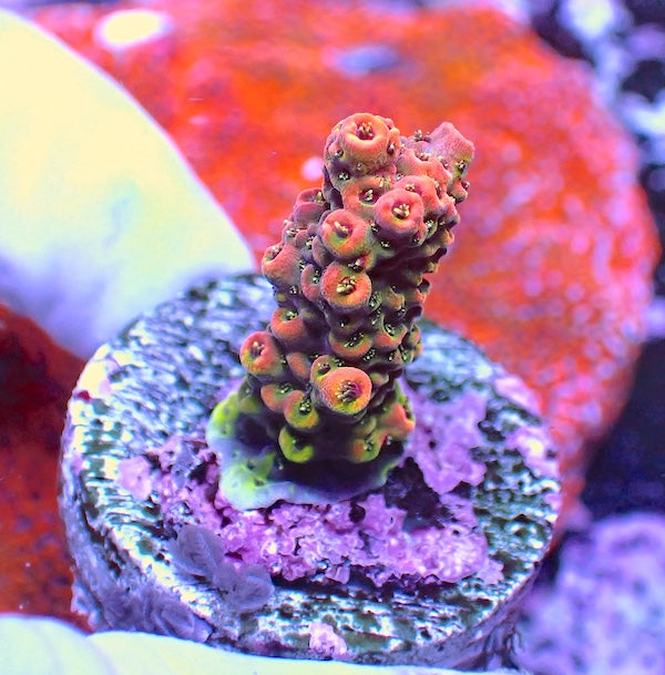 WYSIWYG 92 Red Acropora milli