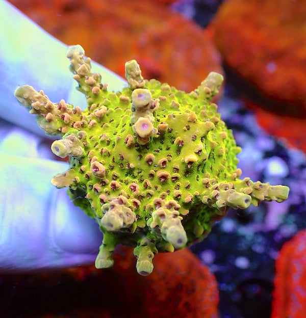 WYSIWYG 282 Goldie Acropora