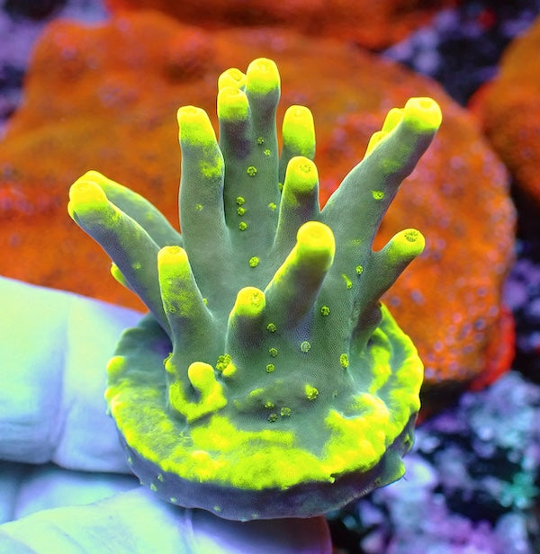 WYSIWYG 108 Glow Smoothskin Acropora
