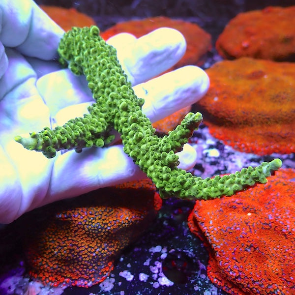 WYSIWYG 74 Green Lantern Acropora