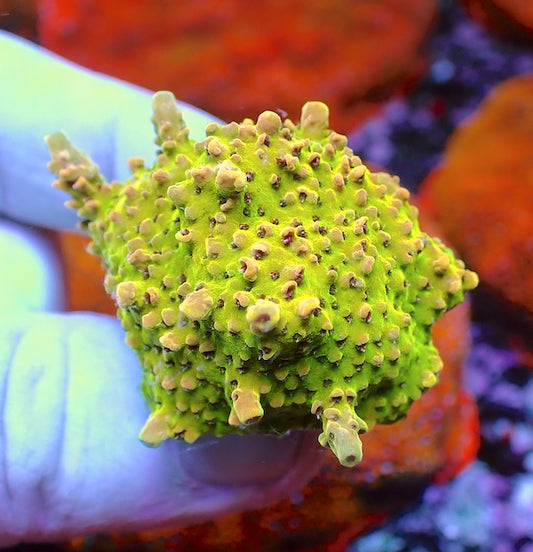 WYSIWYG 82 Goldie Acropora