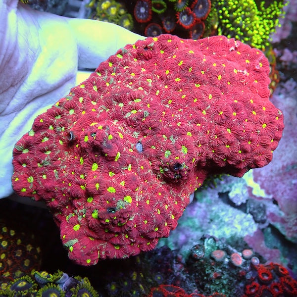 WYSIWYG 2 Red War Coral Favites Colony