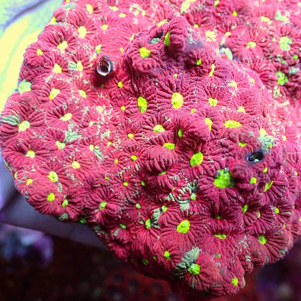WYSIWYG 2 Red War Coral Favites Colony