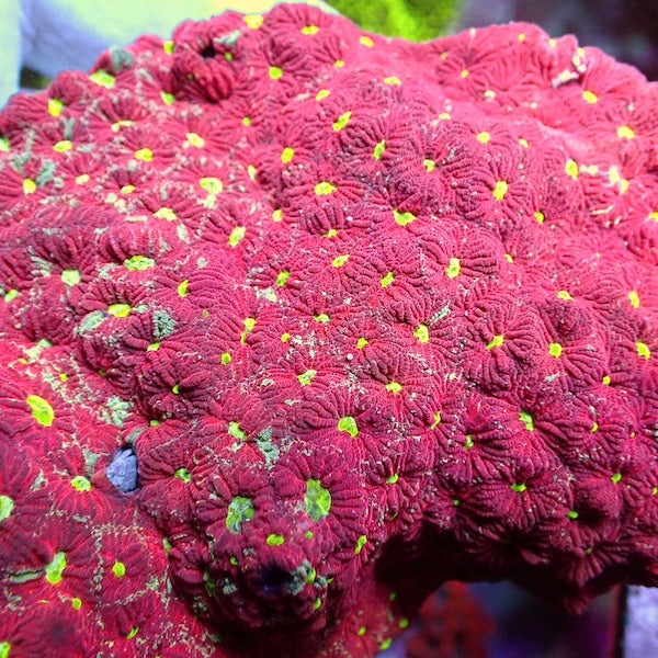 WYSIWYG 2 Red War Coral Favites Colony