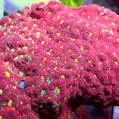 WYSIWYG 2 Red War Coral Favites Colony