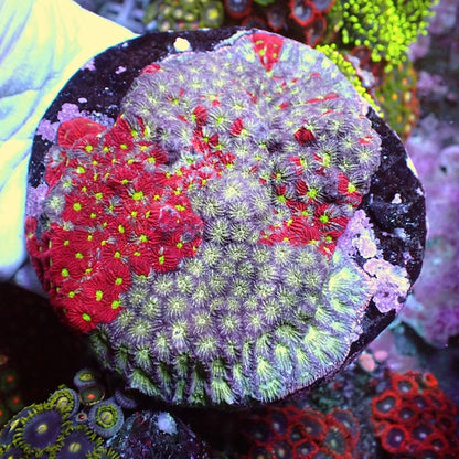 WYSIWYG 143 Grafted War Favites Colony