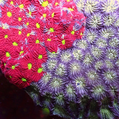 WYSIWYG 143 Grafted War Favites Colony