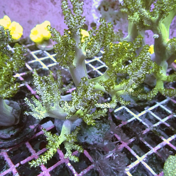 Green Tip Kenya Tree Colony