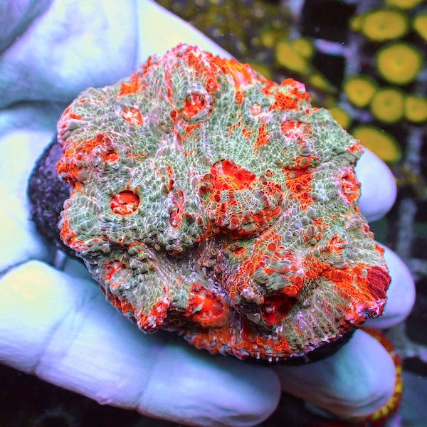 WYSIWYG 297 Ktar Orenji Chalice Colony