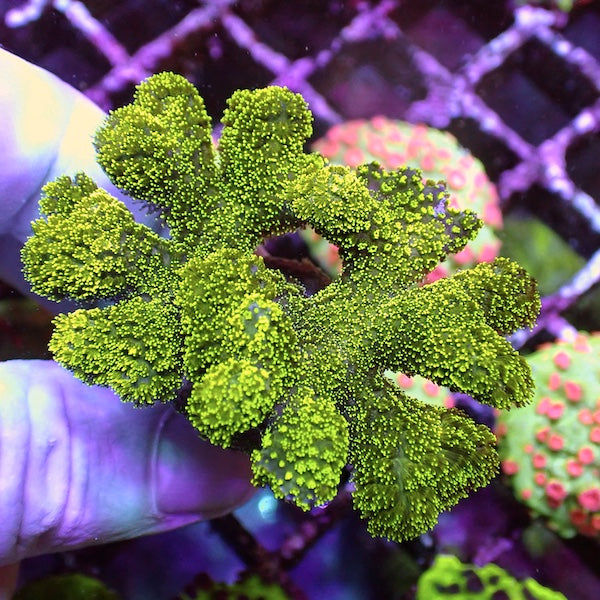Fluoro Green Stylophora