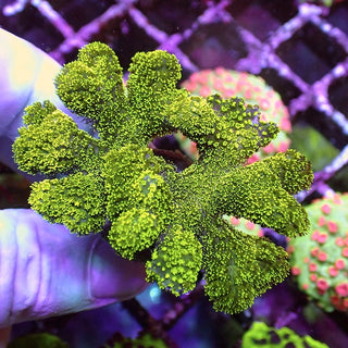 Fluoro Green Stylophora