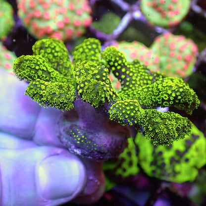 Fluoro Green Stylophora