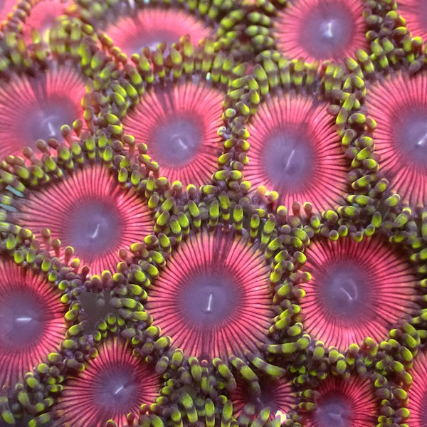Pink Wink Zoa 5+ Polyps
