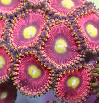 Cats Eye Zoa Zoa 5+ Polyps