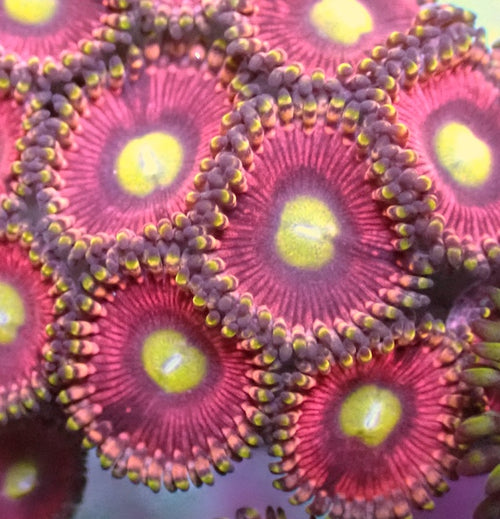 Cats Eye Zoa Zoa 5+ Polyps