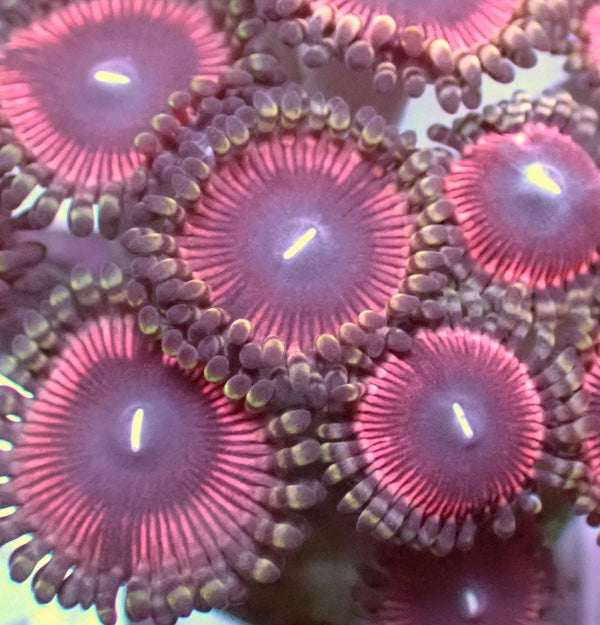 Purple Eye Pink Zoa 5+ Polyps