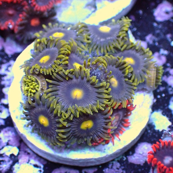 WYSIWYG 185 Zoa Garden
