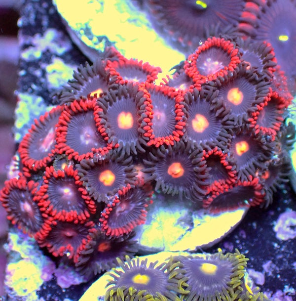 WYSIWYG 258 Zoa Garden