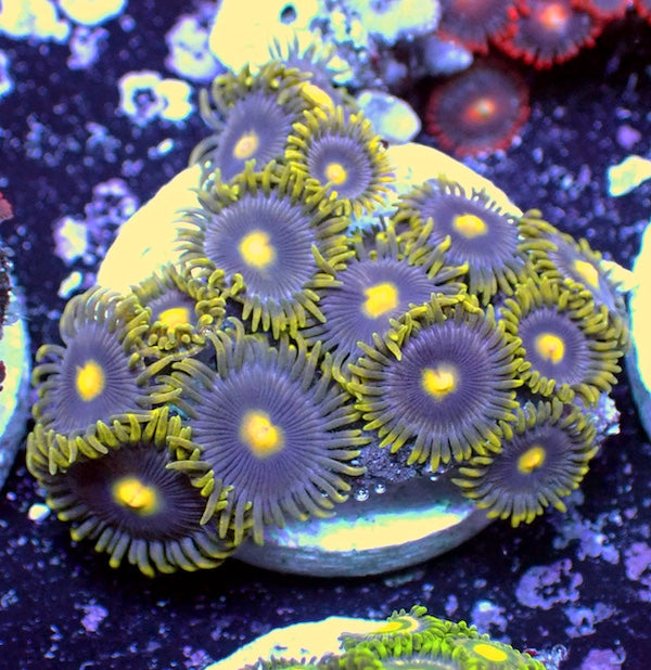 WYSIWYG 124 Zoa Garden