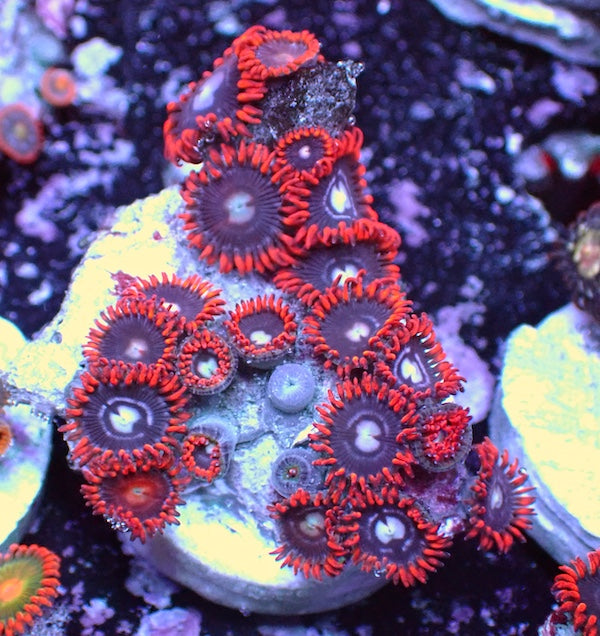 WYSIWYG 184 Mini Zoa Garden