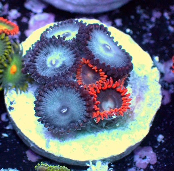 WYSIWYG 159 Mini Zoa Garden