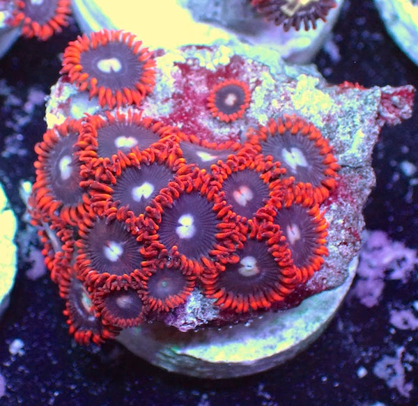WYSIWYG 141 Mini Zoa Garden