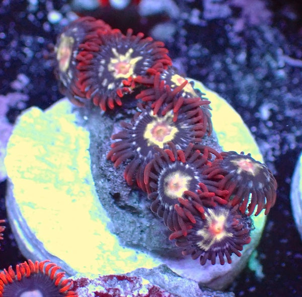 WYSIWYG 138 Mini Zoa