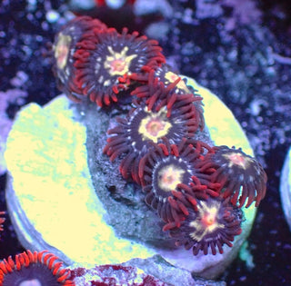 WYSIWYG 138 Mini Zoa