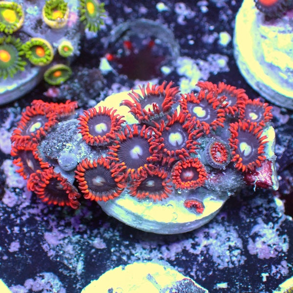 WYSIWYG 54 Mini Zoa Garden