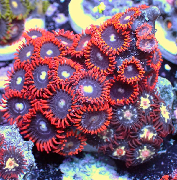 WYSIWYG 137 Mini Zoa Garden