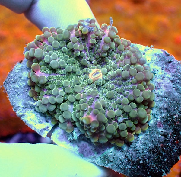 WYSIWYG 45 Green/Pink Ricordea yuma Polyp