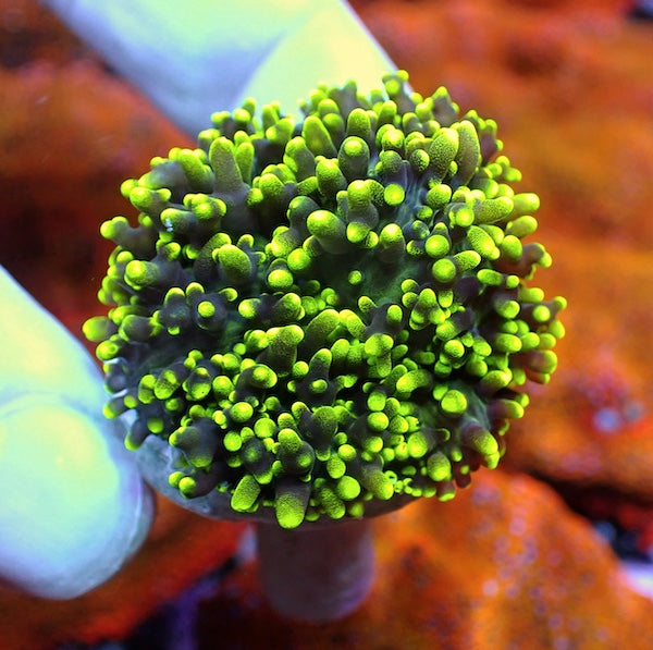 WYSIWYG 5 Green Furry Mushroom Polyp