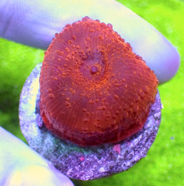 WYSIWYG 114 Red Velvet Mushroom Polyp