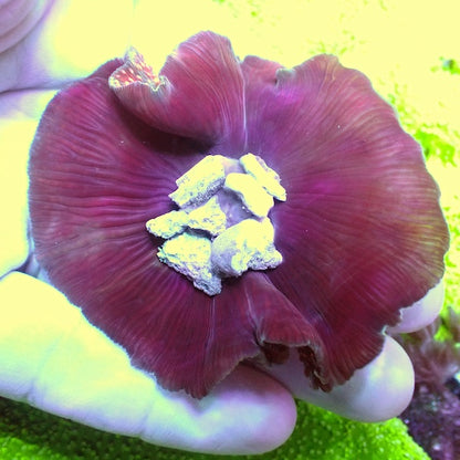 WYSIWYG 400 Pink Interstellar Mushroom