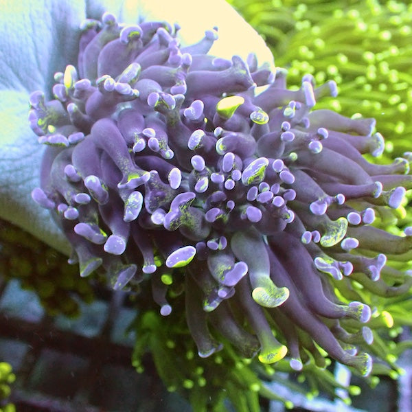 WYSIWYG 25 Pink Spatter Branching Frammer 2 Polyps