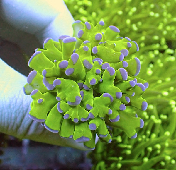 WYSIWYG 108 Buzz Lightyear Frammer 1 Polyp.