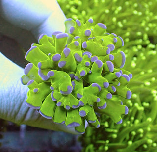 WYSIWYG 108 Buzz Lightyear Frammer 1 Polyp.