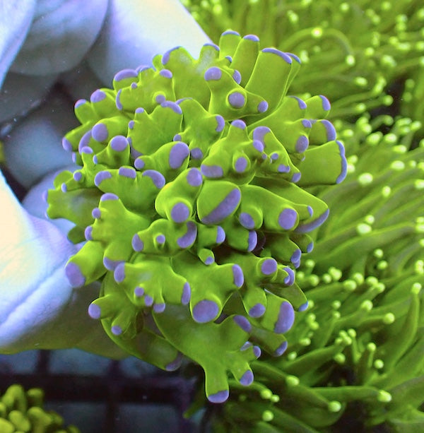 WYSIWYG 110 Buzz Lightyear Frammer 1 Polyp.