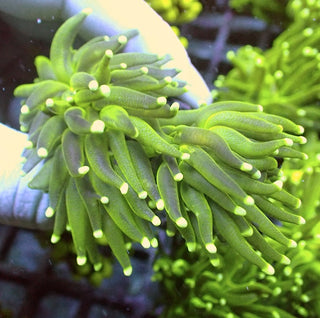 WYSIWYG 400 Fluoro Green Torch 2 Polyps