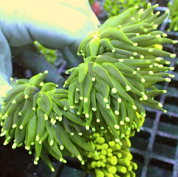 WYSIWYG 401 Fluoro Green Torch 3 Polyps