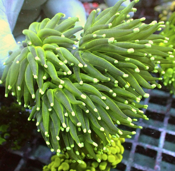WYSIWYG 402 Fluoro Green Torch 3 Polyps