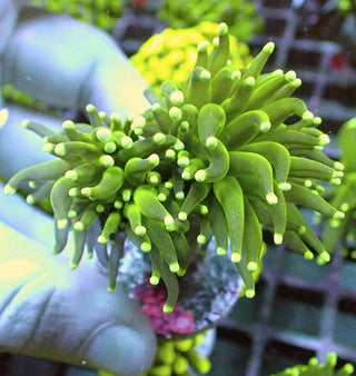 WYSIWYG 404 Fluoro Green Torch