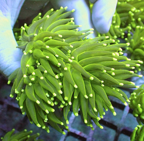 WYSIWYG 405 Fluoro Green Torch 3 Polyps