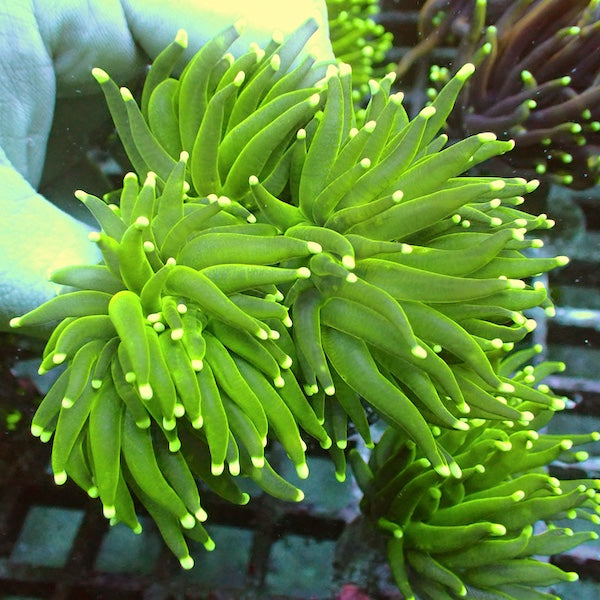 WYSIWYG 406 Fluoro Green Torch 3 Polyps