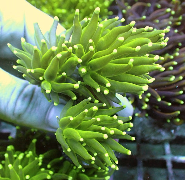 WYSIWYG 407 Fluoro Green Torch 3 Polyps
